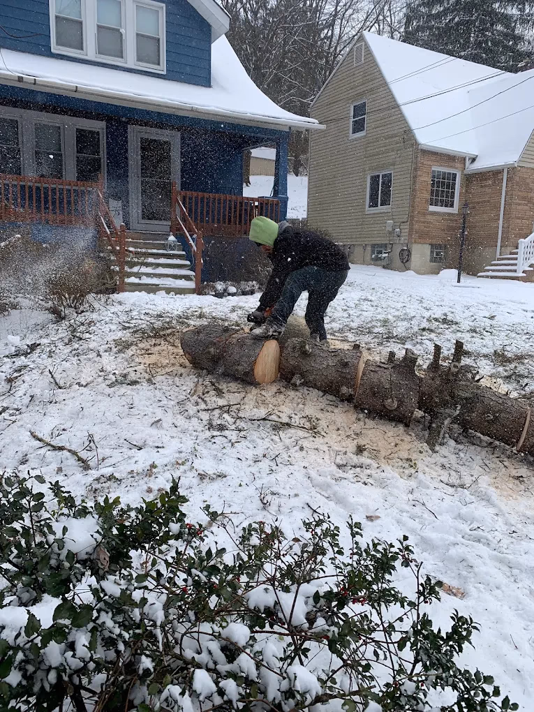 Person cutting a large tree trunk with a chainsaw in a snowy yard between two houses.
