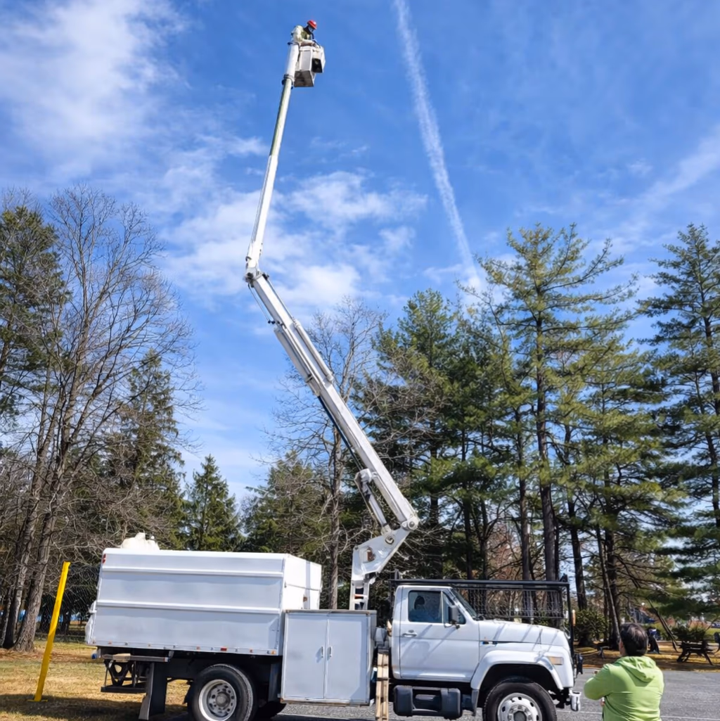 Worker in a bucket lift on a white utility truck elevated above trees under a blue sky.