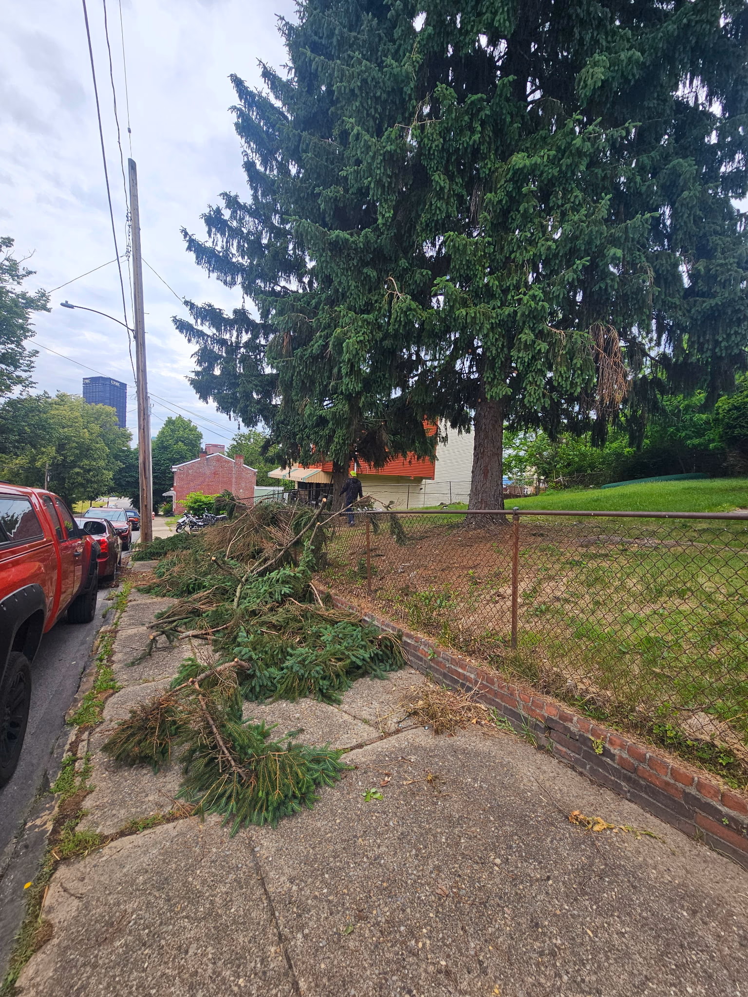 Cut pine tree branches on sidewalk next to a metal fence and parked red trucks on a cloudy day.