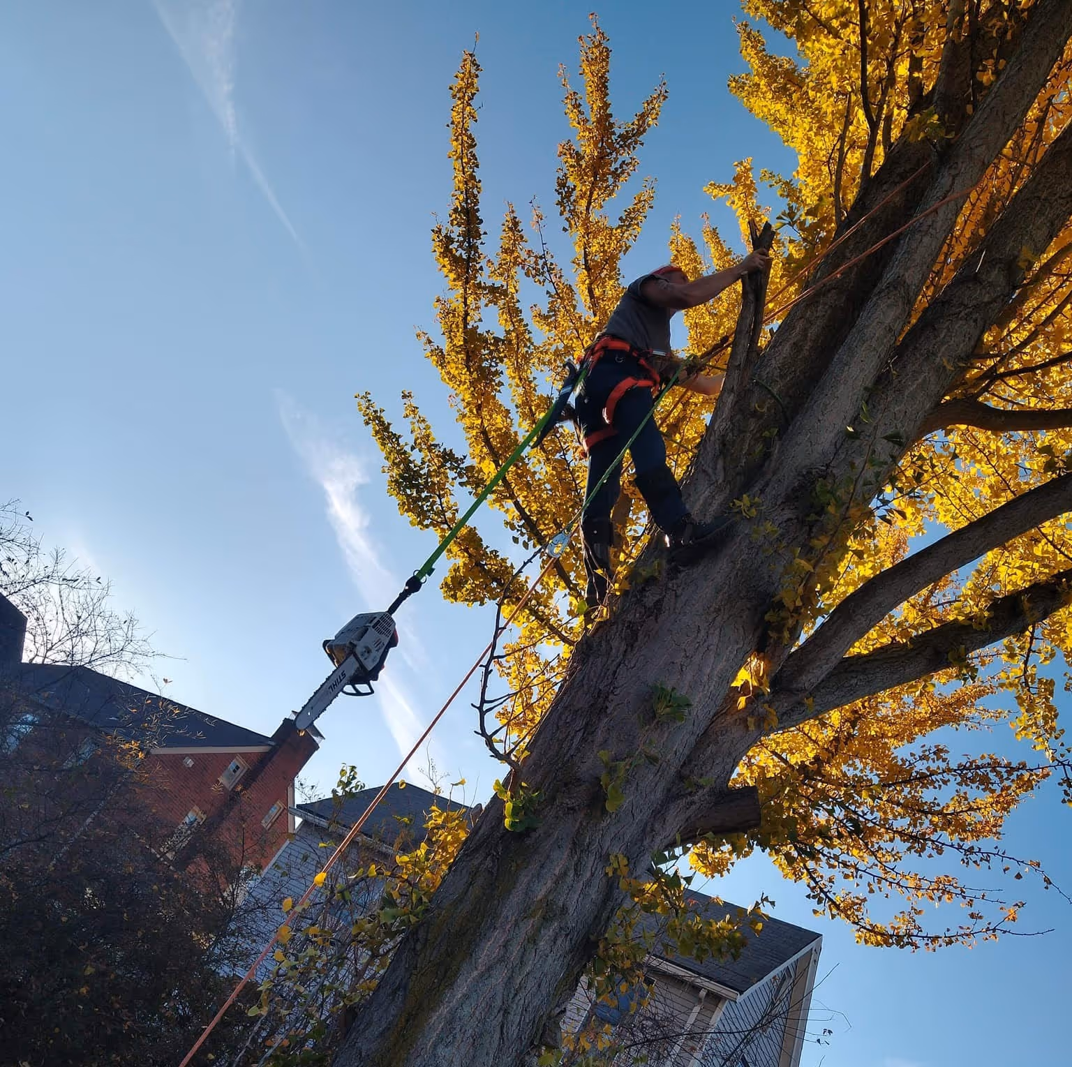 Worker wearing safety gear pruning a tall tree with yellow leaves using a chainsaw harnessed with ropes.