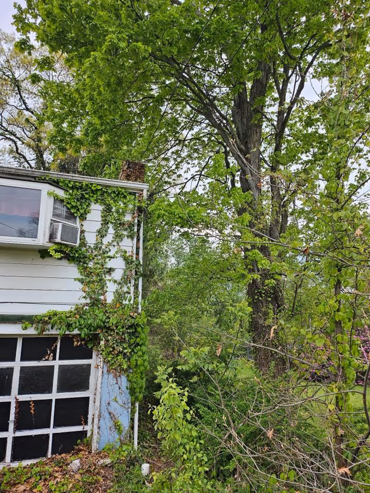 Side of a house with ivy climbing the wall, next to dense green trees and vegetation.