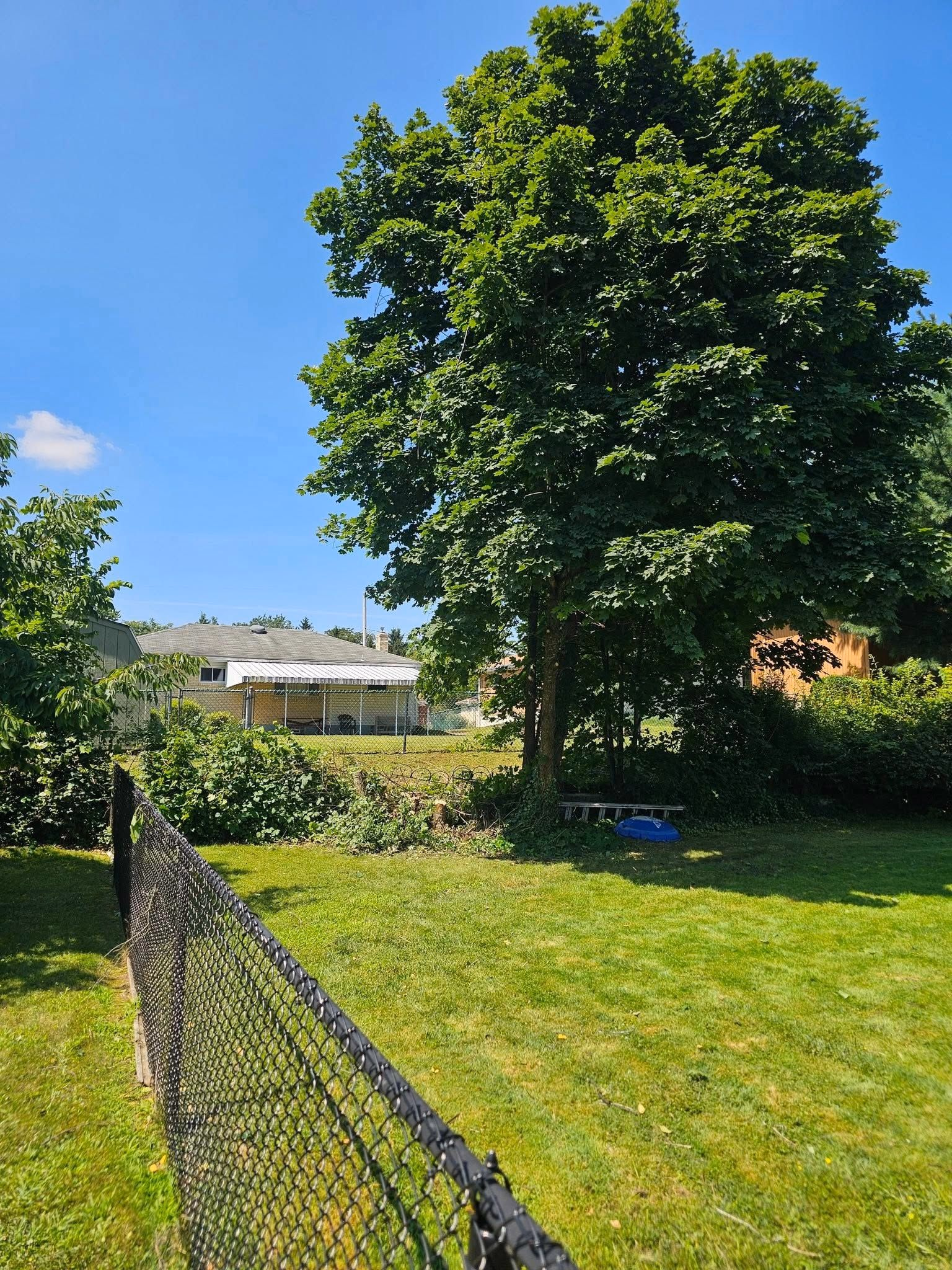 After: the same backyard with the broken tree and limbs cleared away.