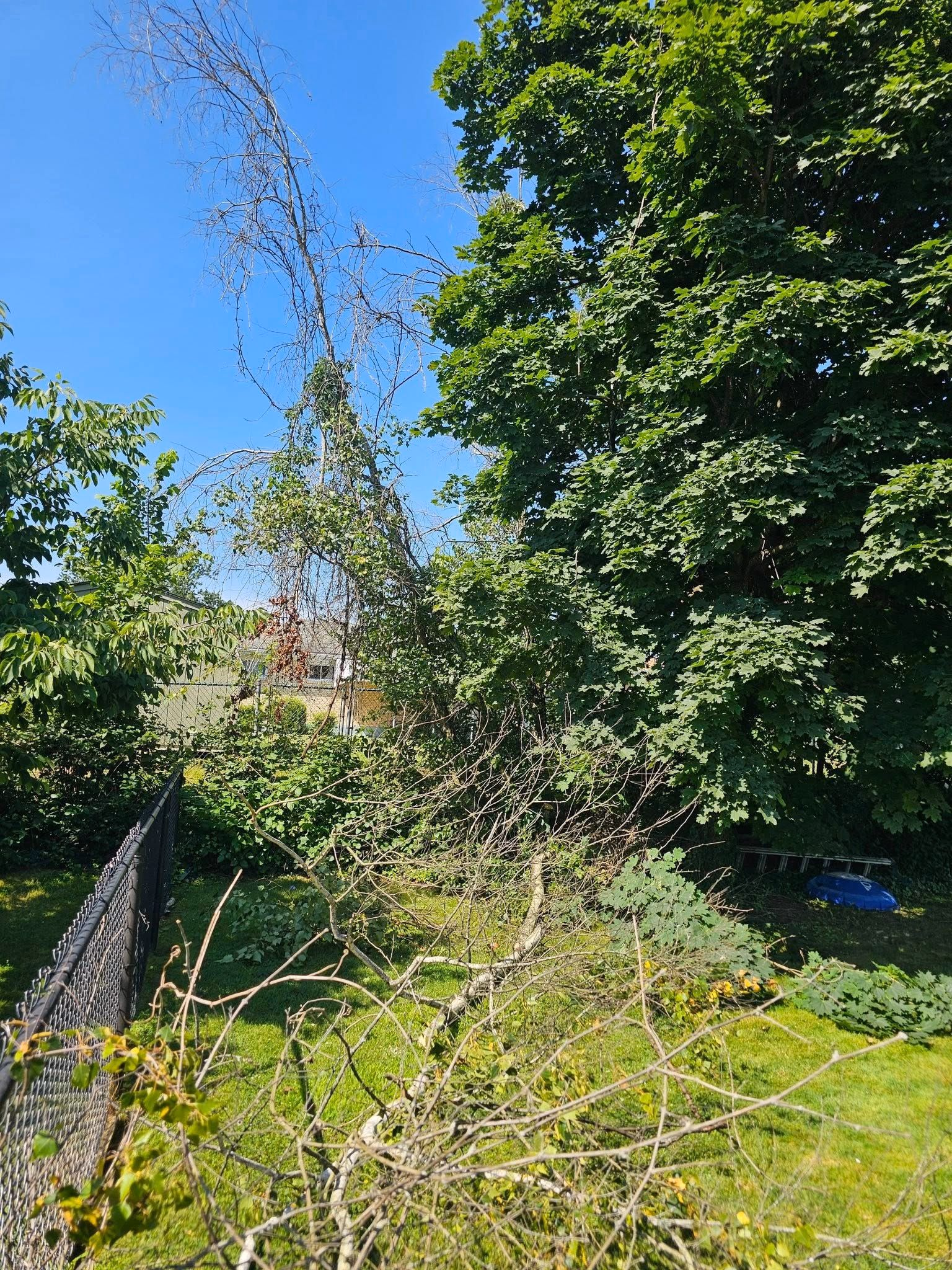 Before: a broken, leaning tree and fallen limbs in a backyard beside a chain-link fence.