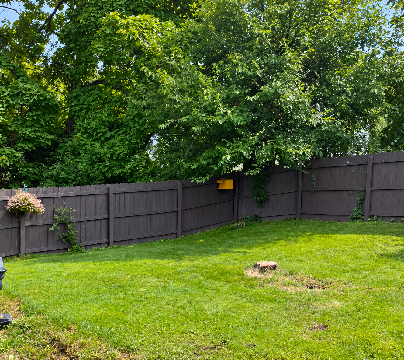 After: the fenced backyard with the willow removed and a low stump left in the lawn.