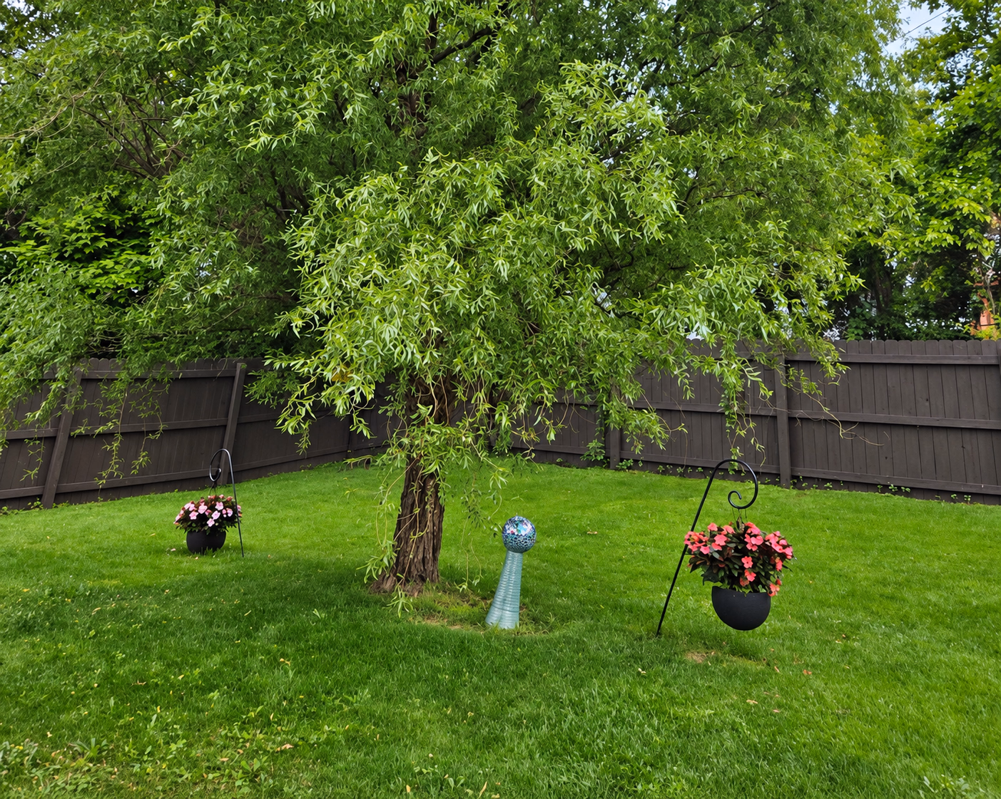 Before: a willow tree in a fenced backyard with hanging flower baskets.