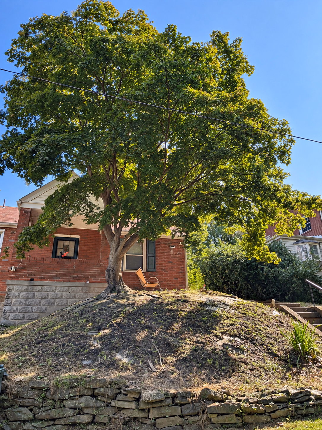 Before: a large tree on a dirt mound in front of a brick house.