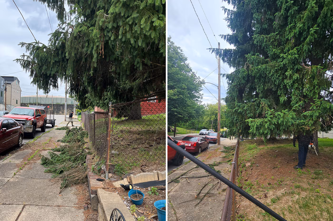 Side-by-side photos showing a tree before and after heavy pruning with a worker in safety gear climbing it.