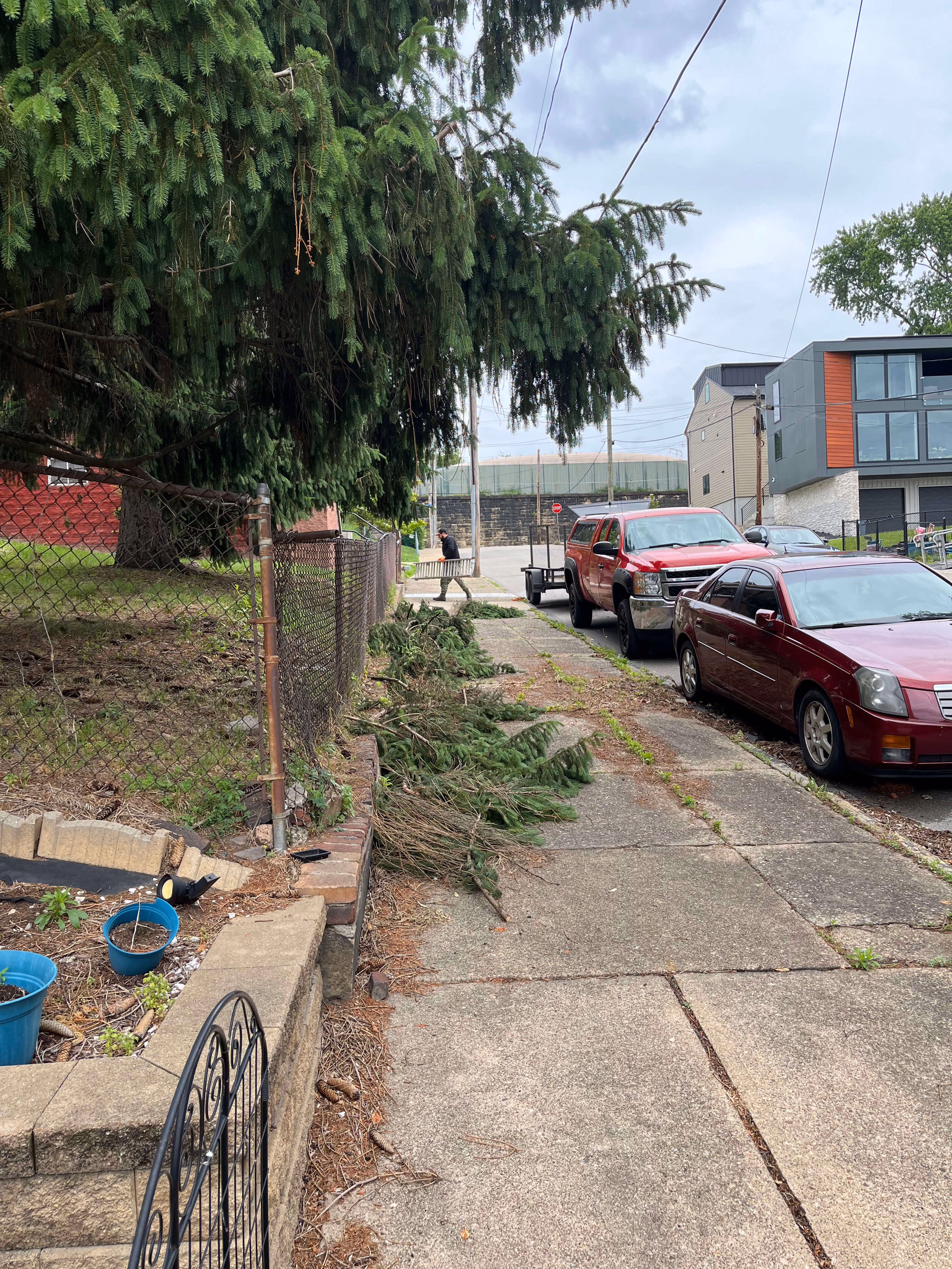 Sidewalk lined with fallen pine branches next to a fence and parked red cars on a cloudy day.